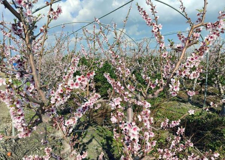 ÇİÇEKLERİ KORURSAK ÜRETİCİNİN YÜZÜ GÜLER