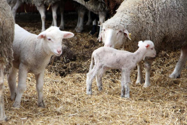 2 METRELİK DUVARDAN GEÇİYORLAR