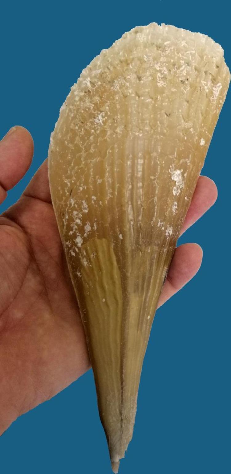 DOĞAL DENİZ CANLI TÜRLERİ ARTIRILMALI