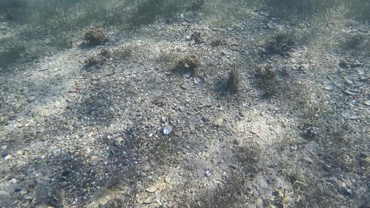 KİTLESEL ÖLÜMLERİN OLUŞTUĞU GÖRÜLMÜŞTÜR