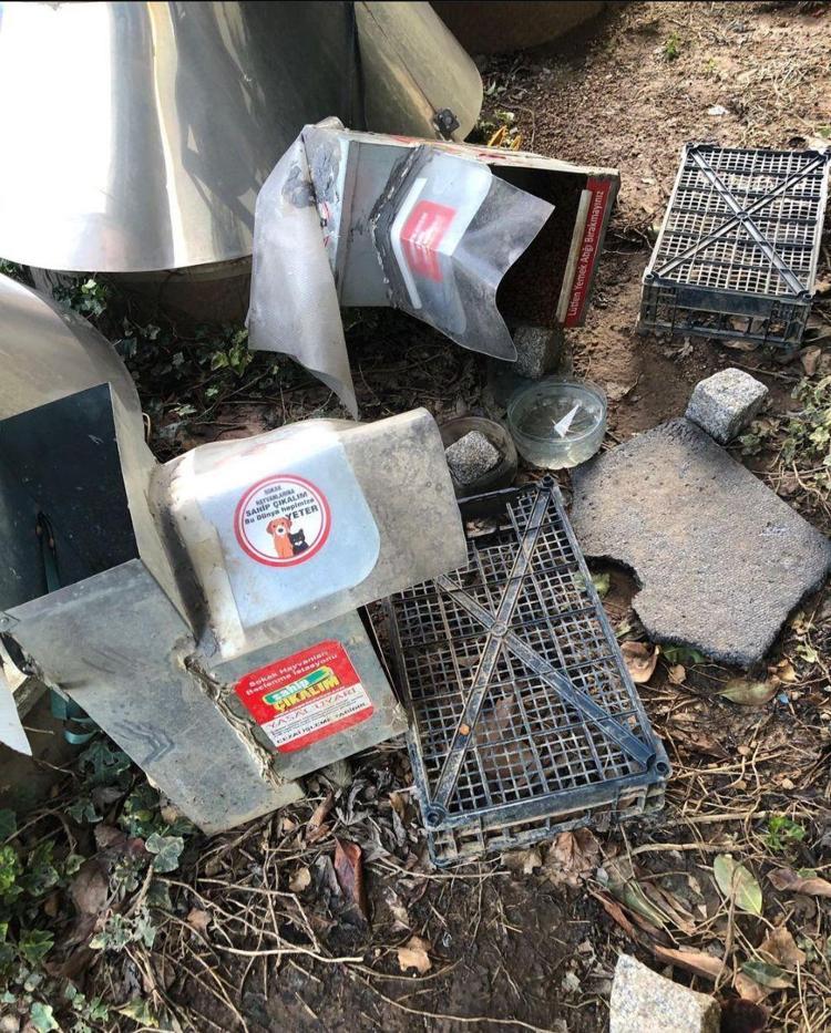 20 KEDİ BİR GECEDE KAYBOLDU