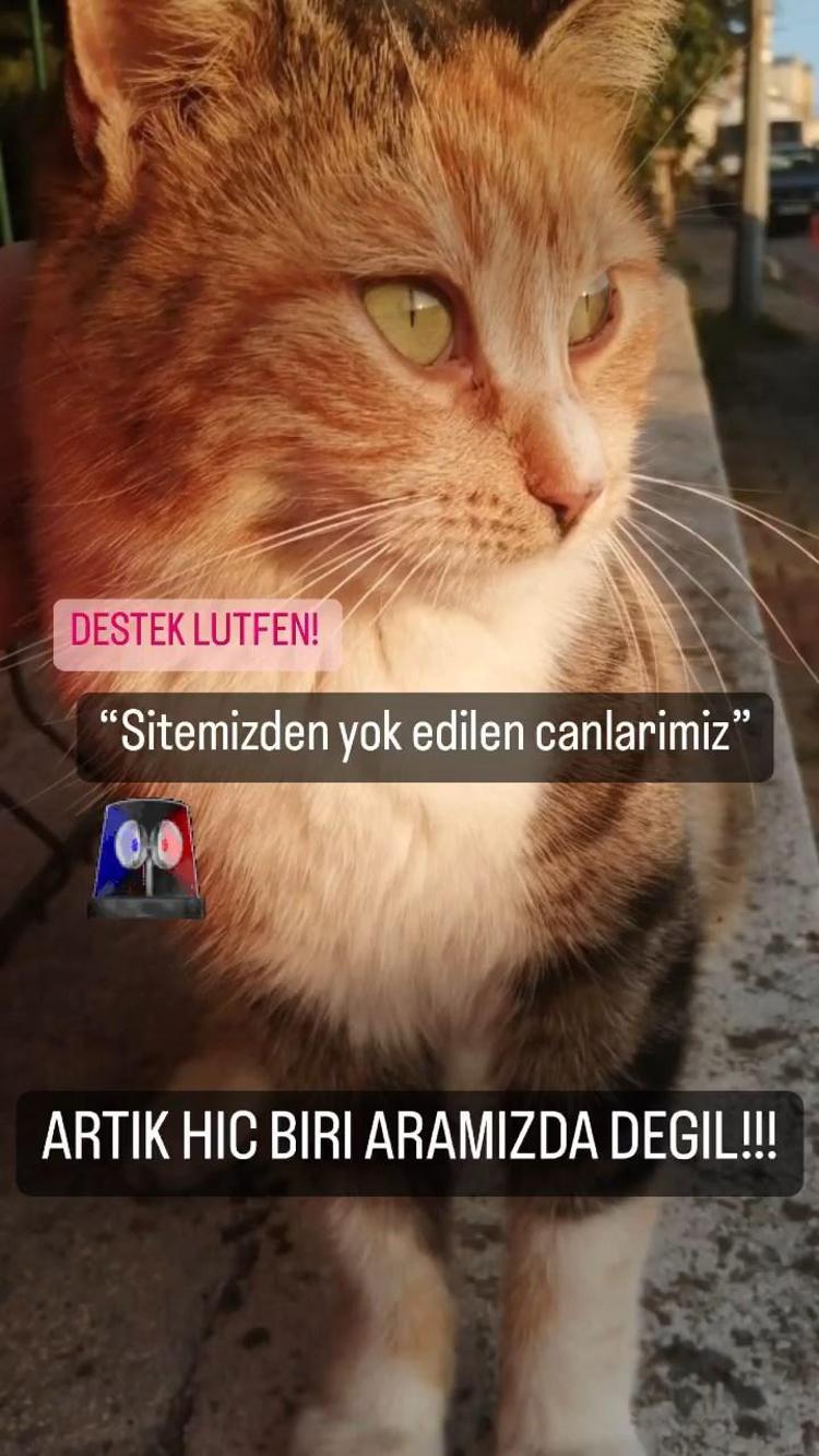 HAYVANLARIN YAŞAM HAKKINI SAVUNMAK İNSANOĞLUNUN BORCUDUR