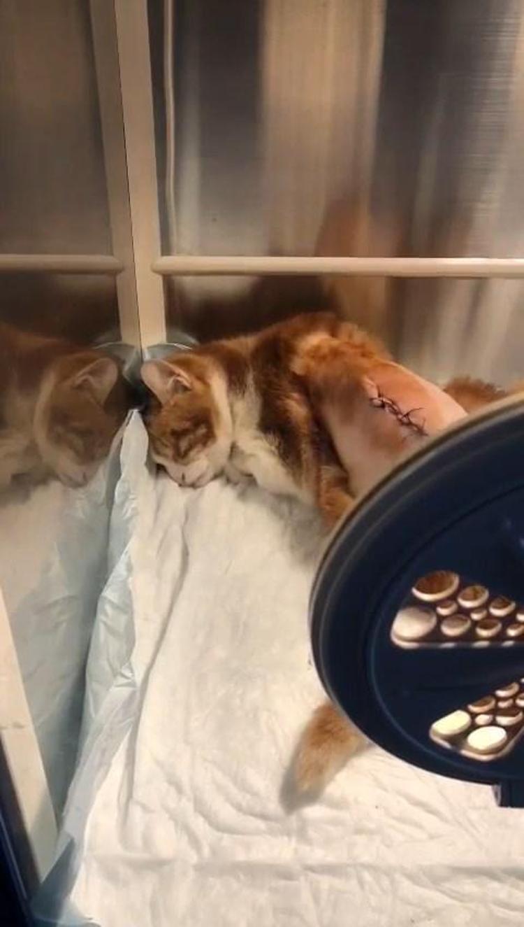 VETERİNERİMİZ KEDİ TEKMELENMİŞ DEDİ