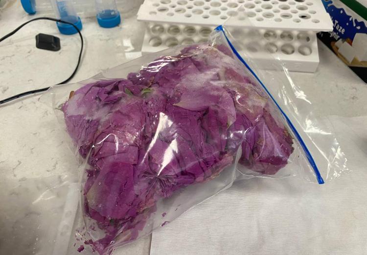 GÜL YETİŞTİRİCİLİĞİNİN TEKRARDAN YAYILMASINI İSTİYORUZ