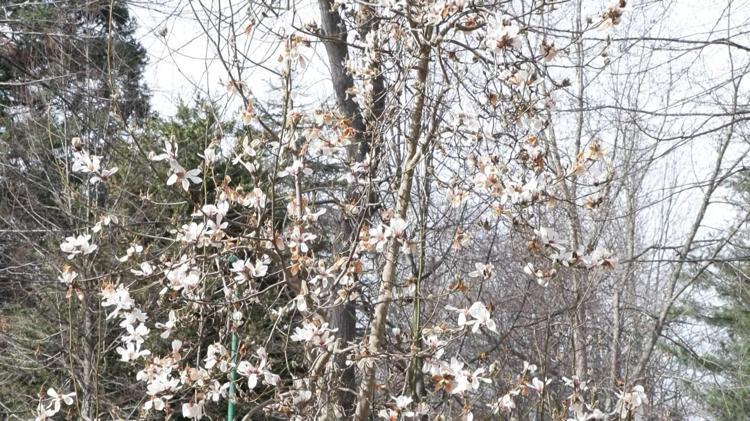  MEYVE AĞAÇLARININ SOĞUKLAMA İHTİYACI VAR; GIDA FİYATLARINA YANSIYABİLİR