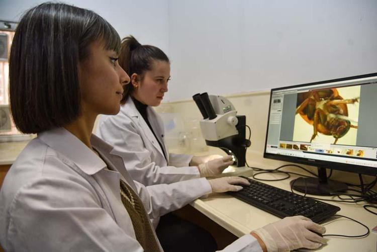 5 YILDIR HAMAM BÖCEĞİ İNCELİYOR