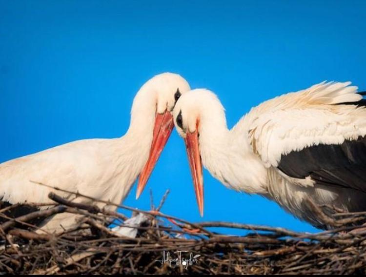 YUVASI İZLENEBİLİYOR