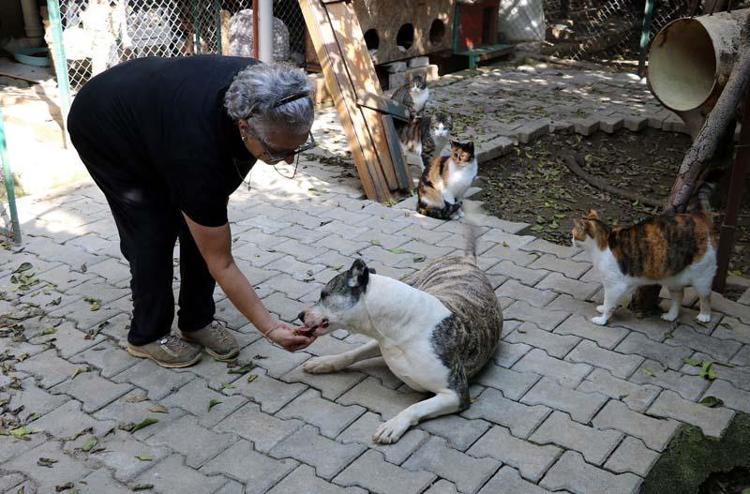 AVRUPAYA 289 KEDİ VE 29 KÖPEK YUVALANDIRDIK