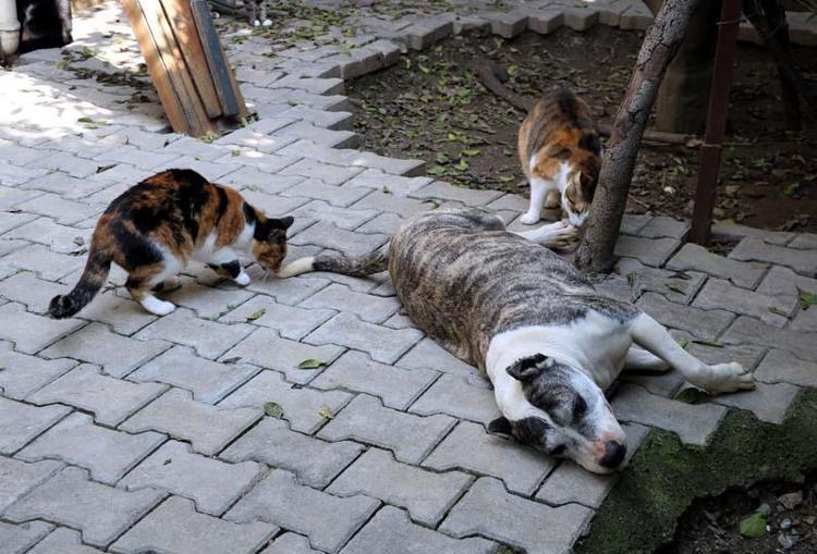 RUS VE UKRAYNALILAR SAYESİNDE BİLİNMEYE BAŞLANDI