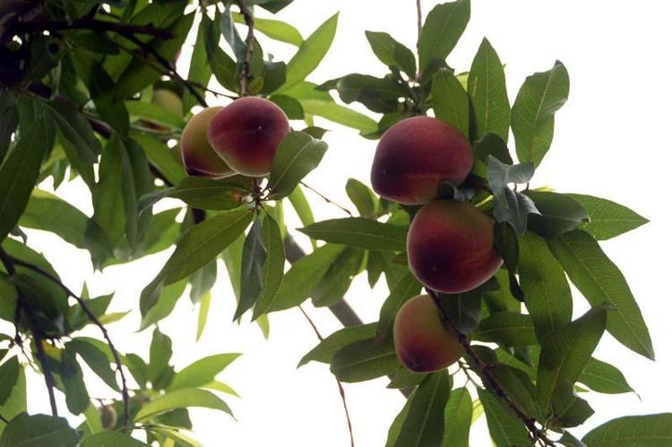 KUZEY YARIM KÜREDE ŞEFTALİYİ İLK ÇIKARTAN ÜLKEYİZ