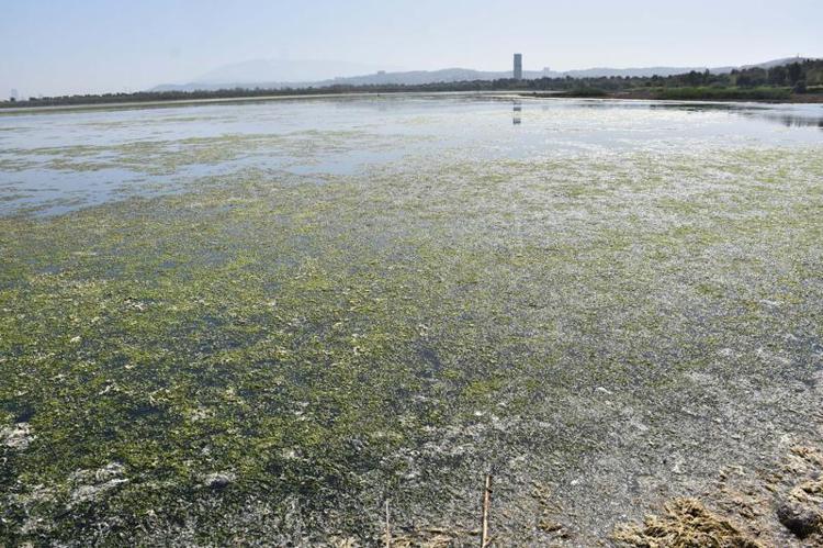 EKOSİSTEMİMİZ BOZULACAK