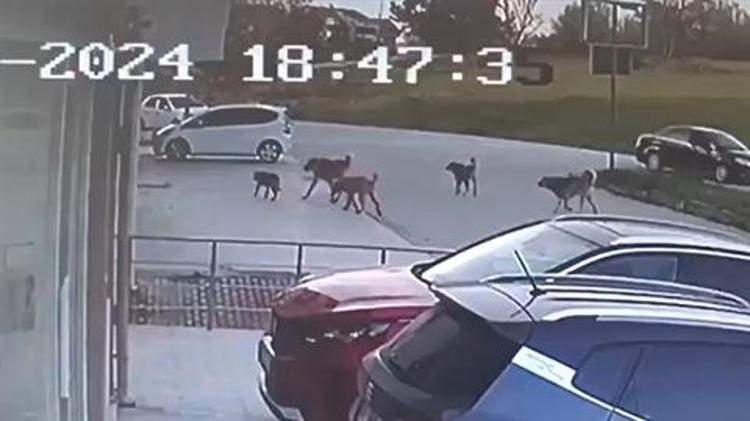 SALDIRIDAN SONRA 16 KÖPEK BELEDİYE TARAFINDAN TOPLATILDI