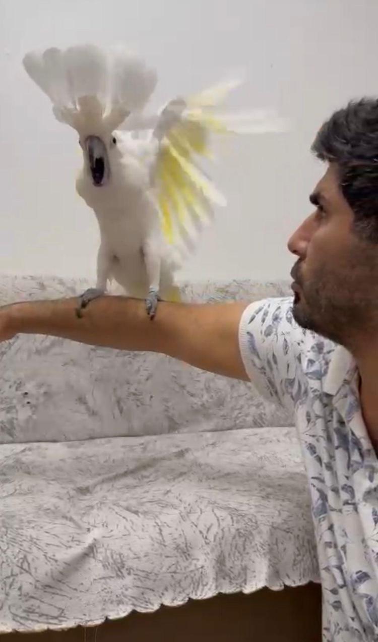 KANATLARINI AÇIP, BAŞINI SALLIYOR