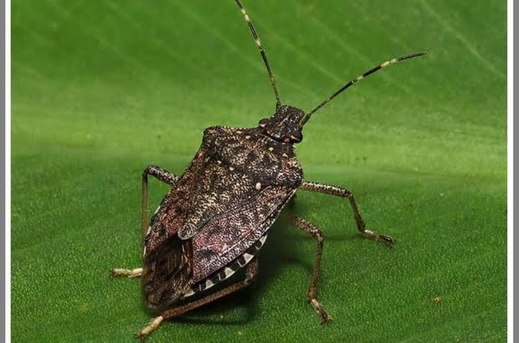 GEÇEN YILA GÖRE 4-5 KAT DAHA FAZLA ZARAR VERECEK