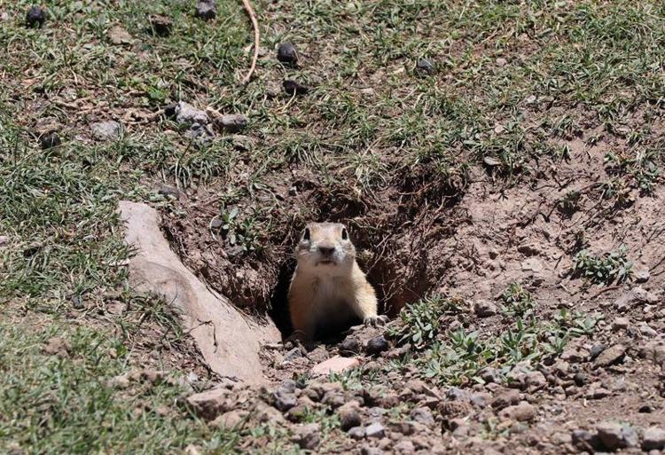 ANADOLU SİNCABI HAKKINDA