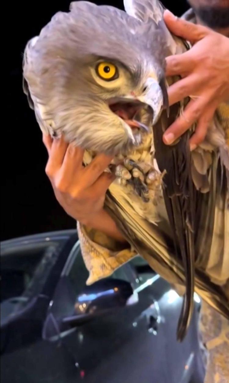 BU HAYVANLARA ATEŞ EDEREK NEYİ AMAÇLIYORSUNUZ