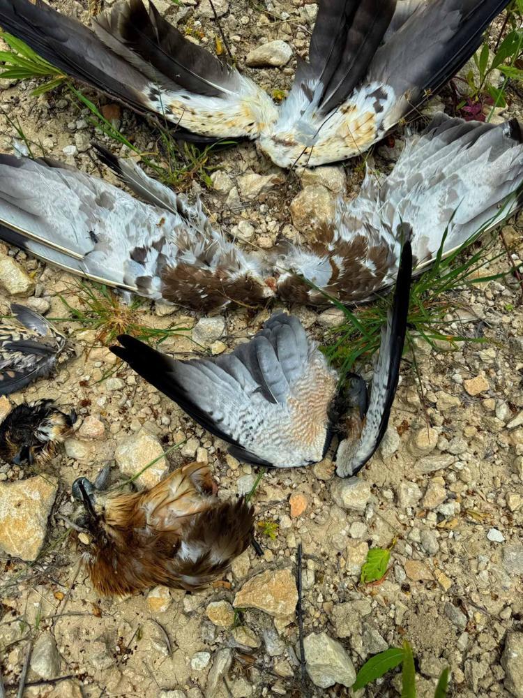 KARTALLARI KALBİ İÇİN VURUYORLAR