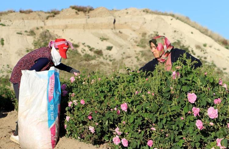 GÜLBİRLİK 40 ALIM MERKEZİ AÇTI