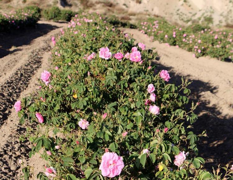 REKOLTE BEKLENTİSİ 12 BİN TON CİVARINDA