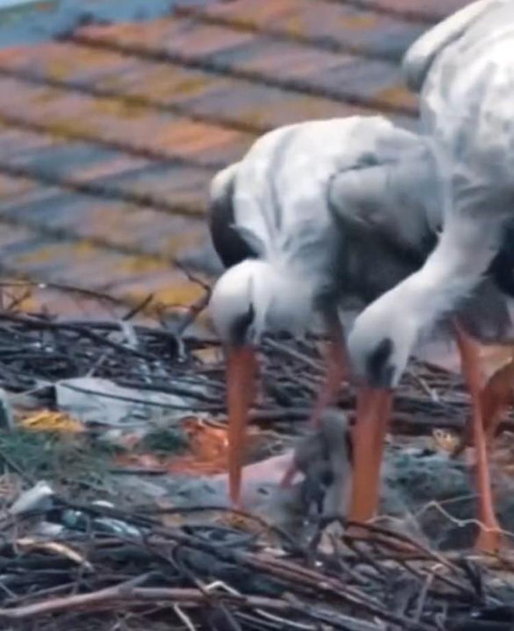 ESKİKARAĞAÇ, LEYLEKLERİN GÖÇ ROTASINDA