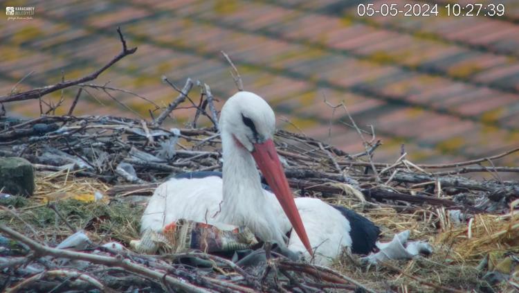 İLK YAVRU 28 NİSANDA YUMURTADAN ÇIKTI