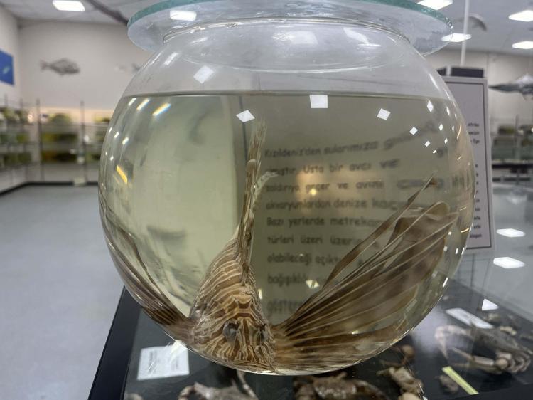 YERLİ TÜRLERİMİZİN AZALMASI YABANCI TÜRLERİN ARTIŞINA NEDEN OLUYOR