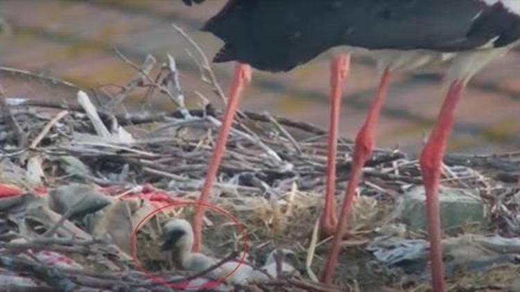 ESKİKARAĞAÇ, LEYLEKLERİN GÖÇ ROTASINDA