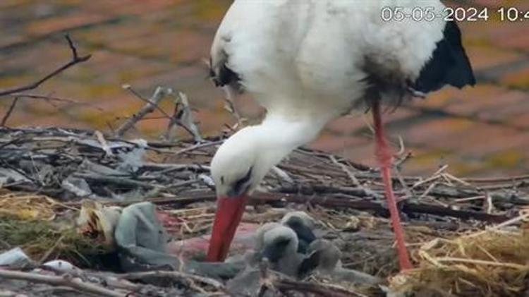 İLK YAVRU 28 NİSANDA YUMURTADAN ÇIKTI