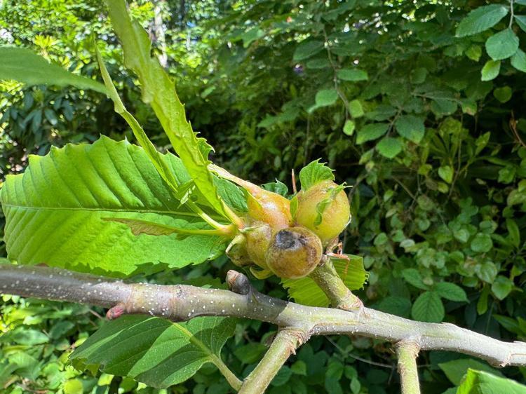 ‘GAL ARISI POPÜLASYONUNUN ARTIŞINI ÖNLEMEK İSTİYORUZ’