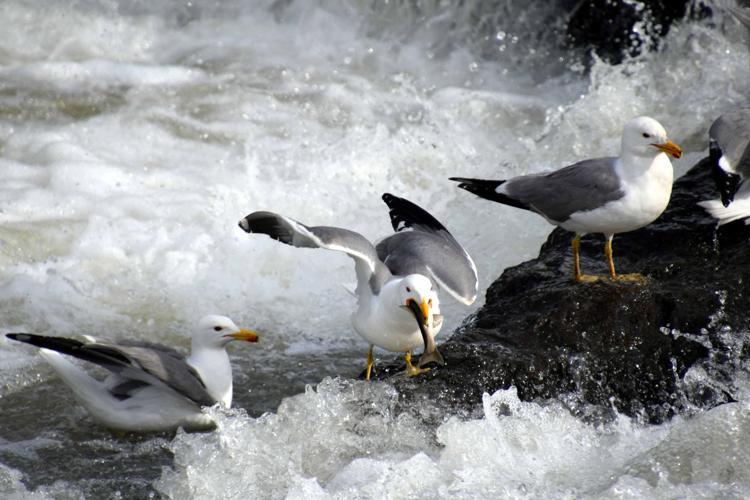 ‘HER YIL BİNLERCE YERLİ VE YABANCI TURİST KENTE GELİYOR’
