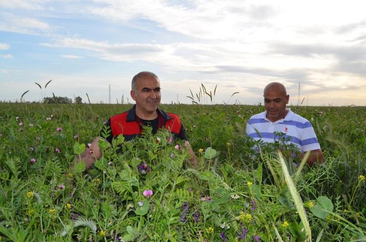 YÜZDE 60 DAHA AZ SUYLA RAHATLIKLA YETİŞTİRİLEBİLİR