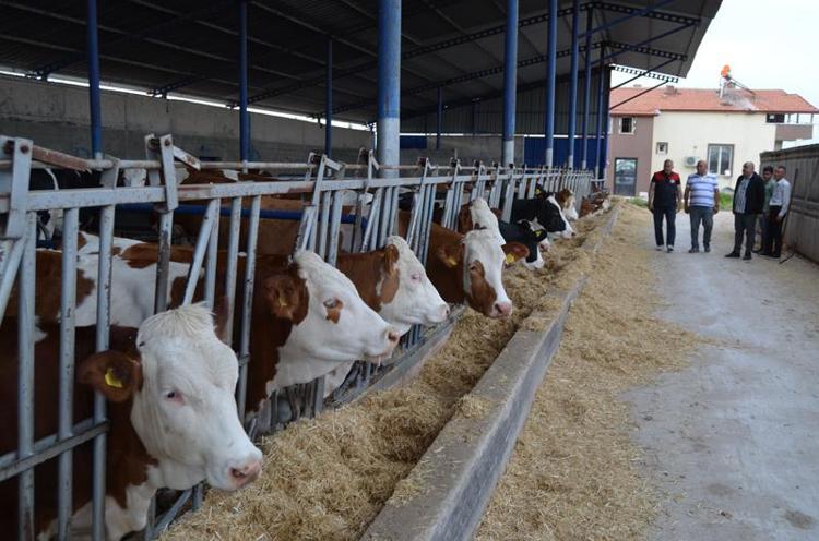 DAHA KALİTELİ SÜT ELDE EDİYORUZ