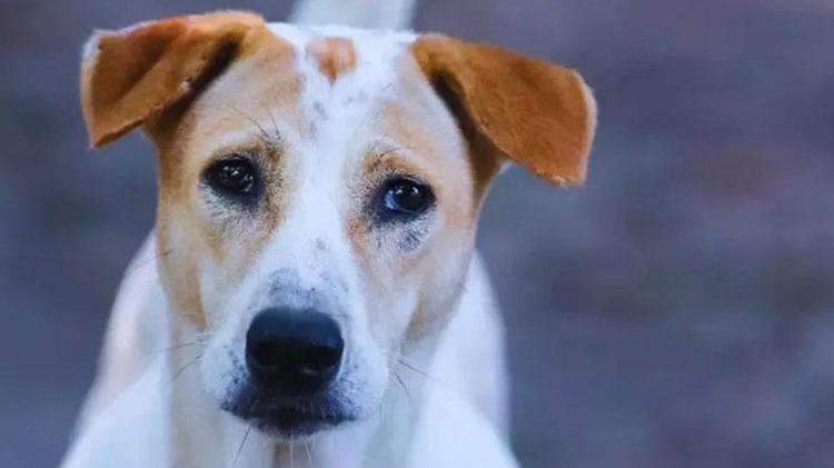 “MİKROÇİPLE İŞARETLEME BU ÜLKEDE YARIM KALDI”