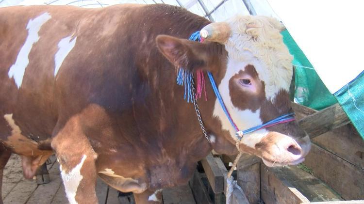 “TELEFONLA SİSTEME GİRDİĞİ ZAMAN HAYVAN HAKKINDA HER ŞEYİ GÖRÜR