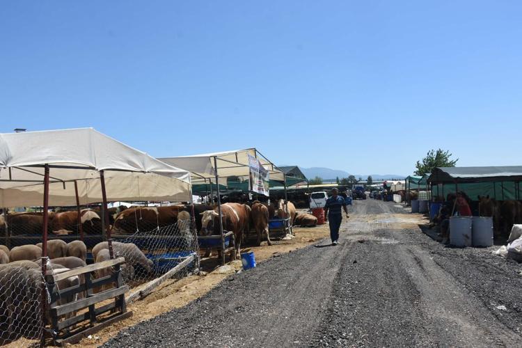 PAŞA İSİMLİ BOĞADA SATILDI