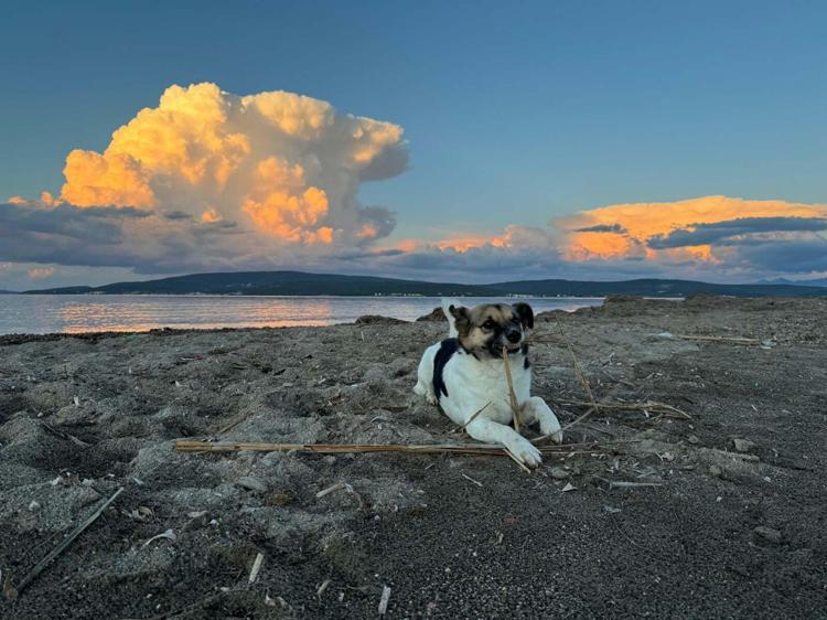 DİLSİZ CANLAR İÇİN OLAYIN AYDINLATILMASINI İSTİYORUM