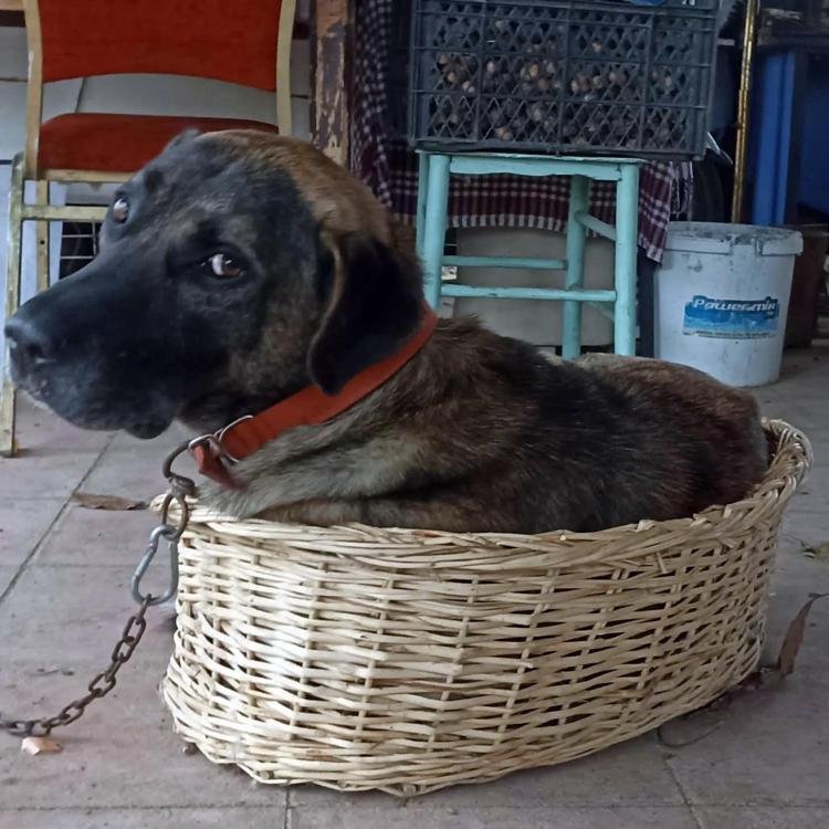 NÖBET GEÇİREREK ÖLDÜ, HİÇBİR ŞEY YAPAMADIK