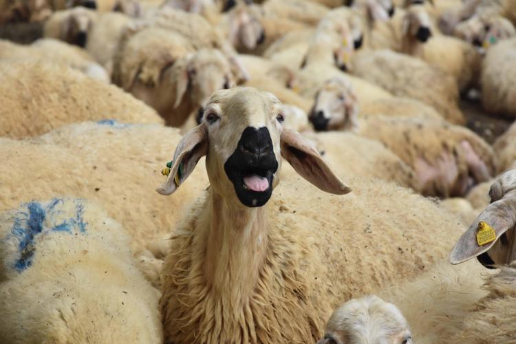 DENETİMLERİN SIKLAŞTIRILMASI GEREKİYOR