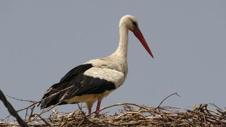 ‘İNŞALLAH AĞUSTOSA KADAR SAĞLIKLA BÜYÜRLER’