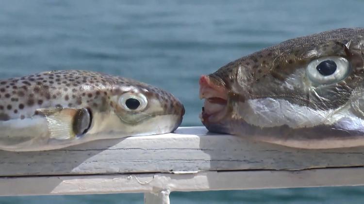 ASLAN BALIĞININ GİRMEMESİ İÇİN HİÇBİR SEBEP YOK