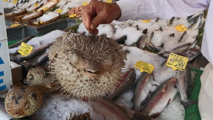 SİLİVRİ AÇIKLARINA KADAR GELİYORLAR