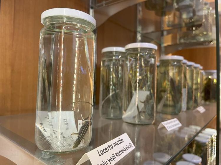 BİREY VE TÜR İTİBARIYLA ÖRNEĞİMİZ ÇOK FAZLA