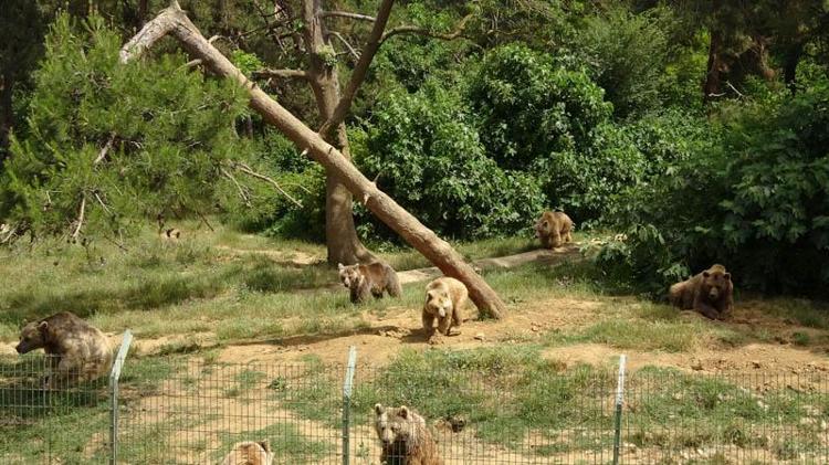 ‘BARINAKTAKİ AYILARIMIZIN ÖMRÜ DAHA UZUN OLUYOR’