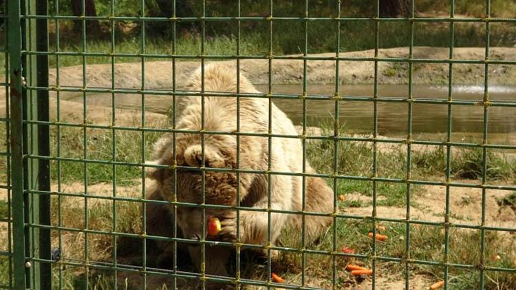 AYI BARINAĞI ZİYARETE AÇILACAK