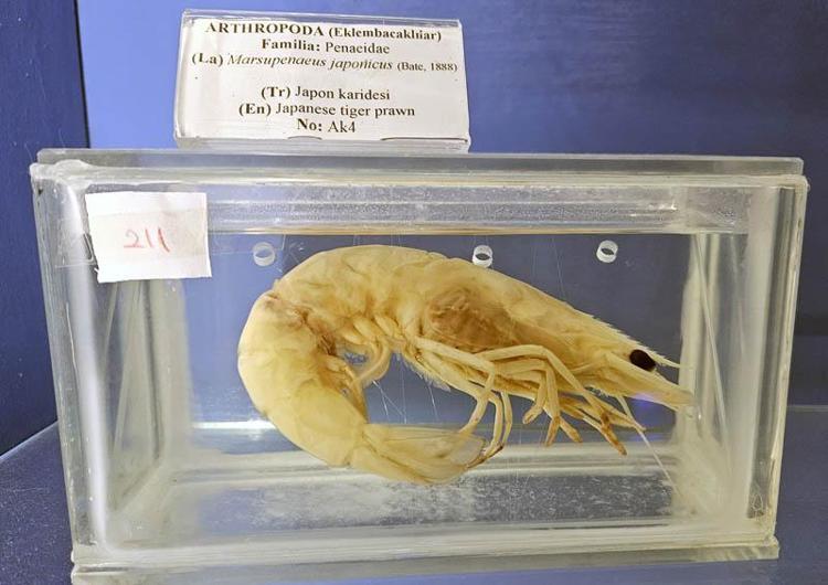 MAHKEME KARARIYLA BOŞALTILDI