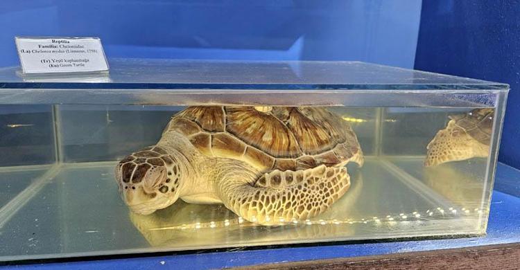 DEFORME OLMUŞ KOLEKSİYONUN KALDIRILMASI İSTENDİ