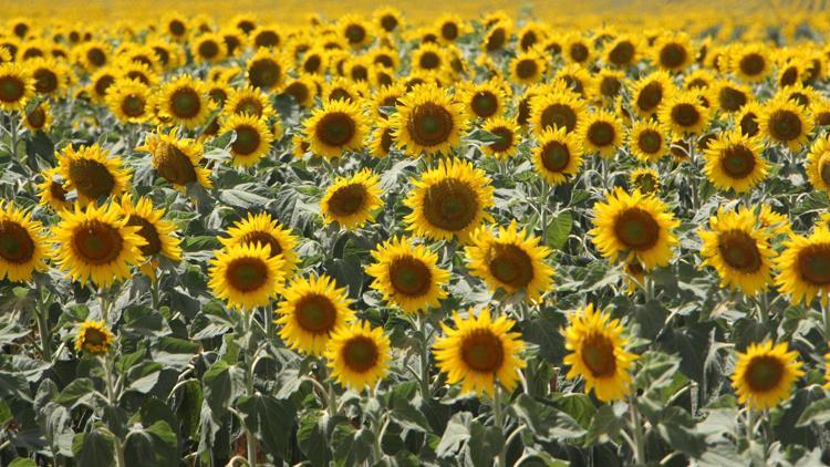 SIKLIKLA ÜRÜNLERİNİ KONTROL ETMELİLER