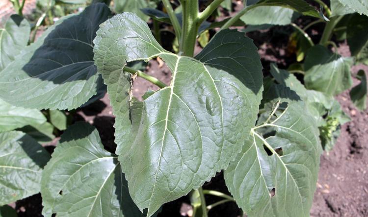 AYÇİÇEĞİNDE STRESE KARŞI SERİN HAVA ŞART