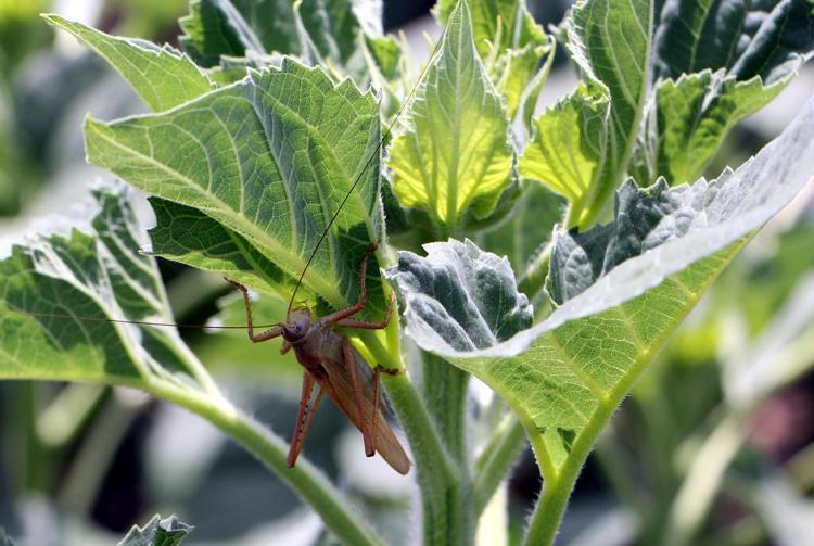 İLAÇLAMA YAPACAK KADAR ZARAR YOK