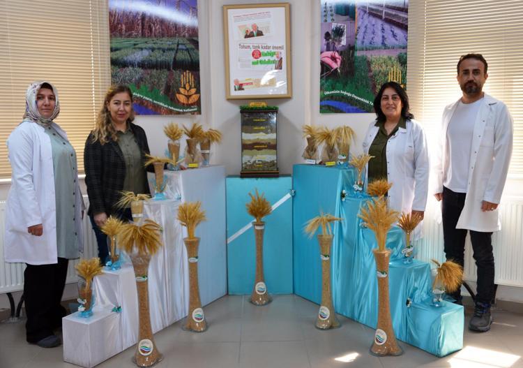 GEN KAYNAĞI ATA TOHUMU